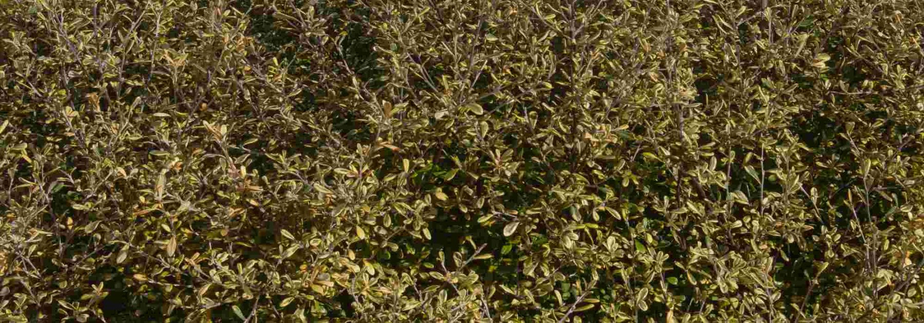 Corokia: Pflanzung und Pflege