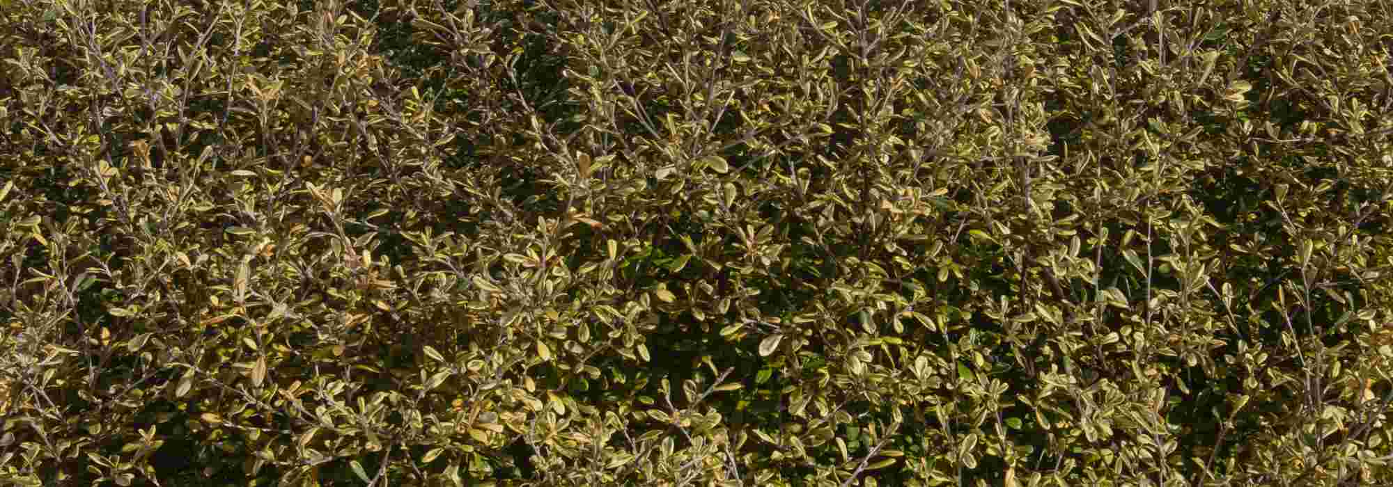 Corokia: Pflanzung und Pflege
