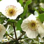 Eucryphie mit sommerblühendem Strauch kombinieren