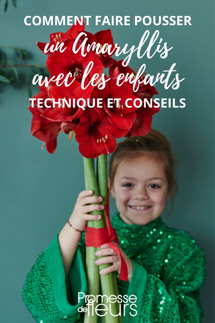 Anleitung für Kinder: Eine Amaryllis pflanzen