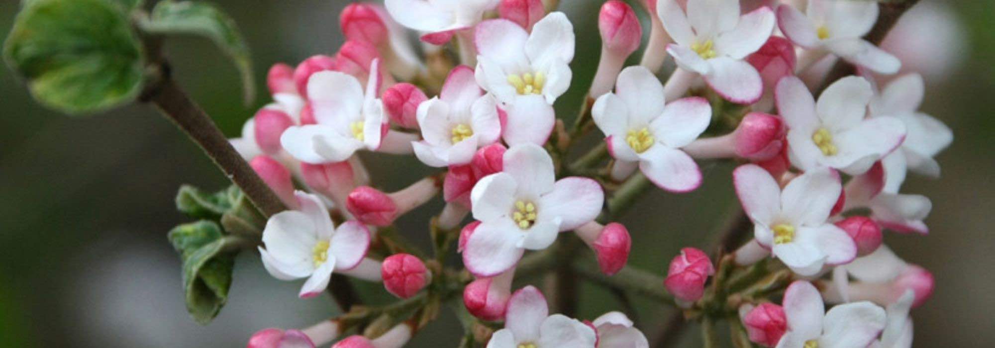 5 Glänzende Schneebälle für den Garten