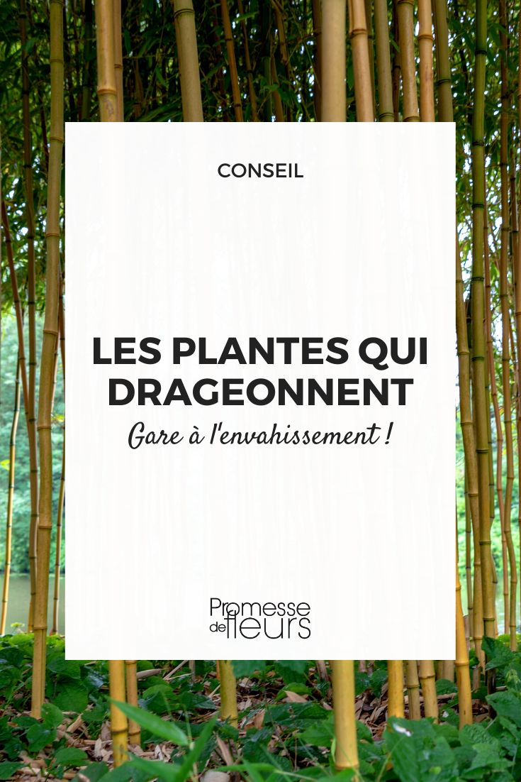 Phyllostachys