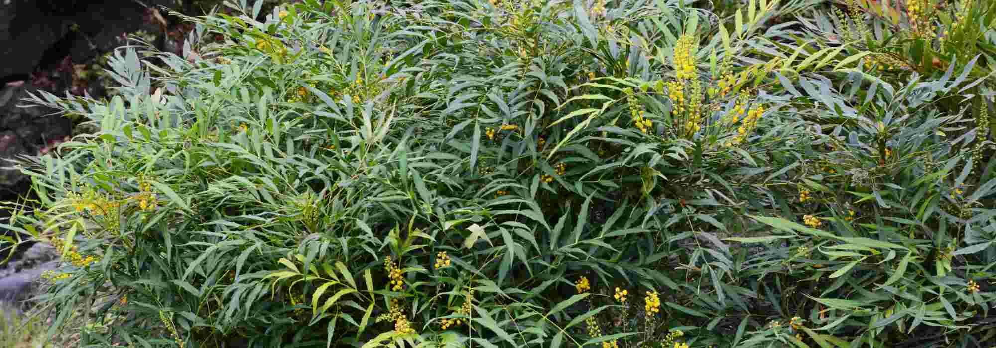 7 Beales Mahonien mit Herbstblüte