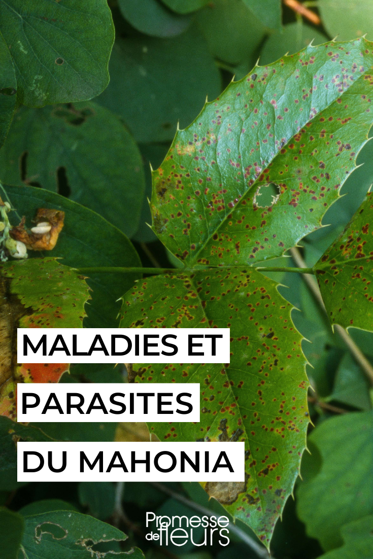 kranker Mahonia