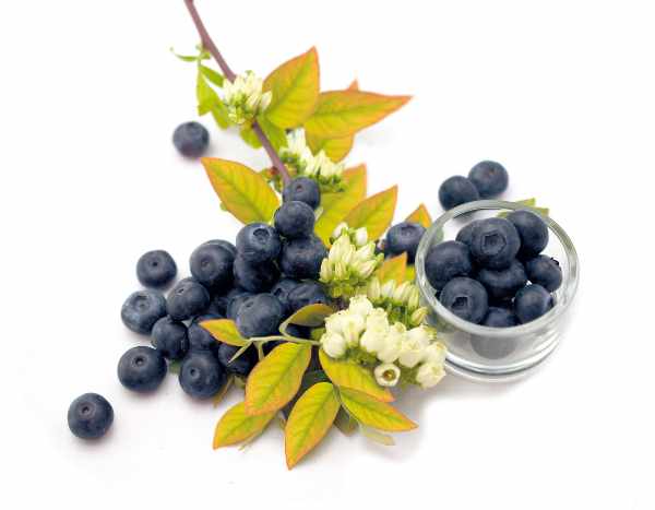 Heidelbeere 'Yello Berryblue'®
