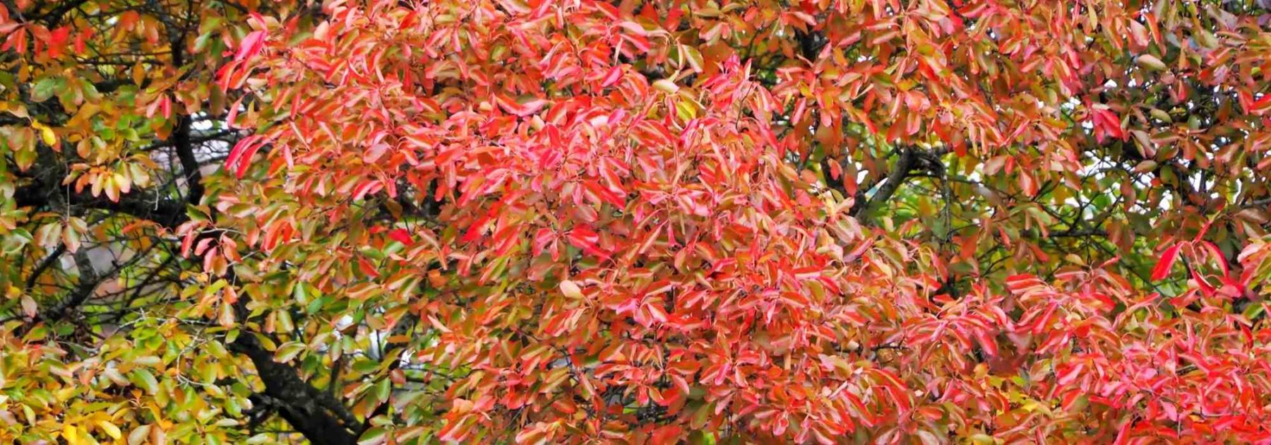 Nyssa, Schwarzer Eukalyptus oder Tupelobaum: Pflanzung und Pflege