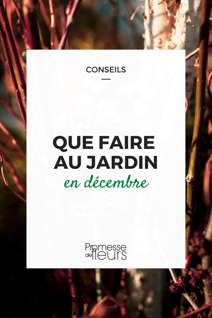 Was im Garten im Dezember zu tun ist
