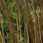 Semiarundinaria - Narihira-Bambus: Pflanzen und Pflegen
