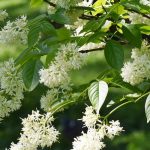 Staphylea - Pimpernuss: Pflanzung und Pflege