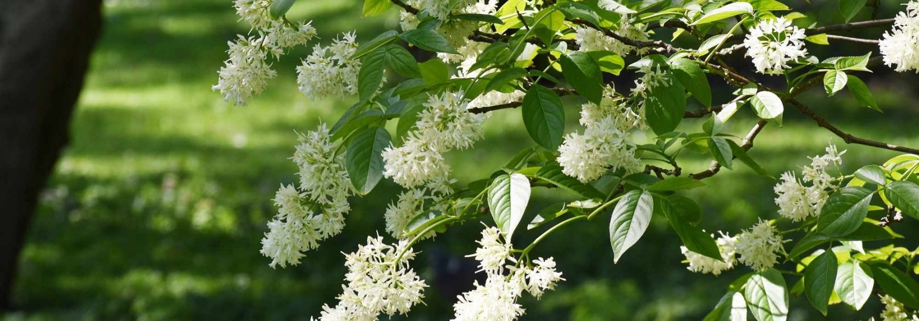 Staphylea - Pimpernuss: Pflanzung und Pflege