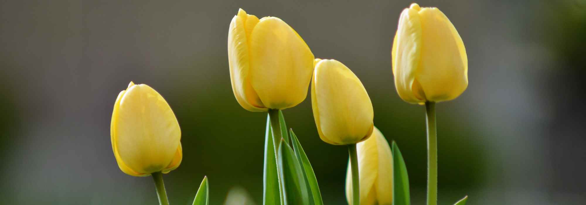 7 gelbblühende Tulpen