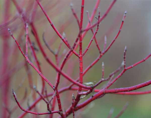 Eine Hartriegelhecke
