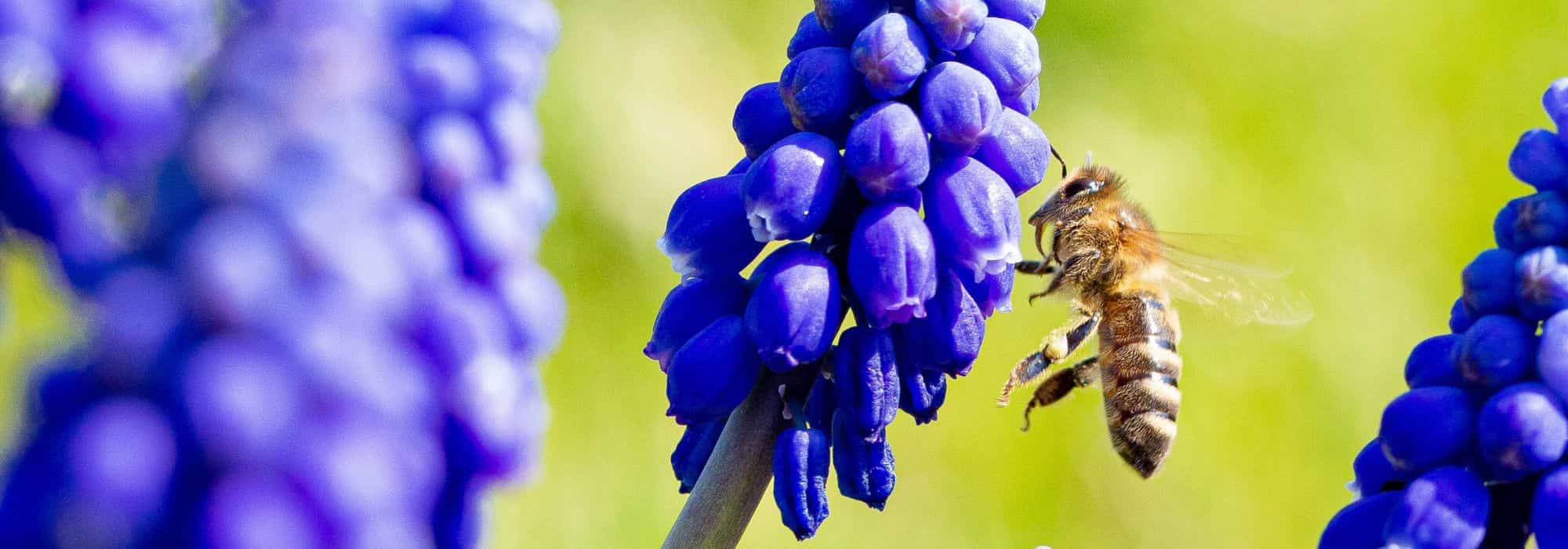 8 bienenfreundliche Frühlingszwiebeln für Bestäuber