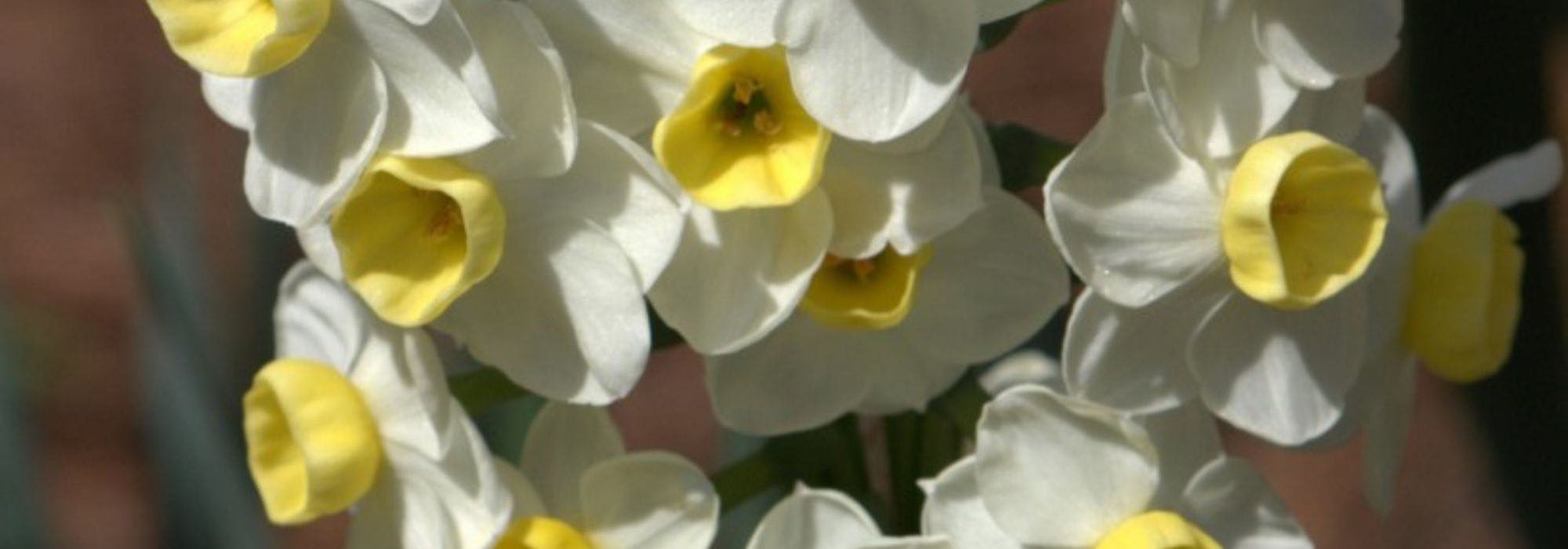 Die besten Narzissen zum Einbürgern im Garten