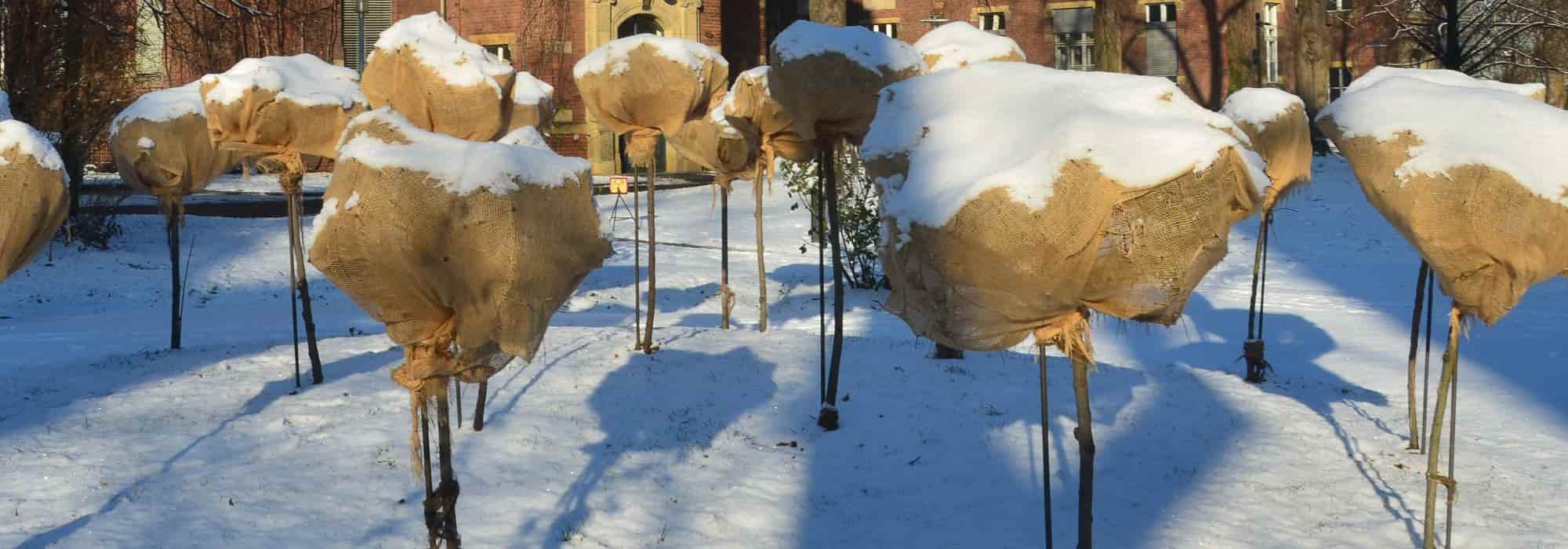 Garten vor Frost schützen mit einfachen Mitteln