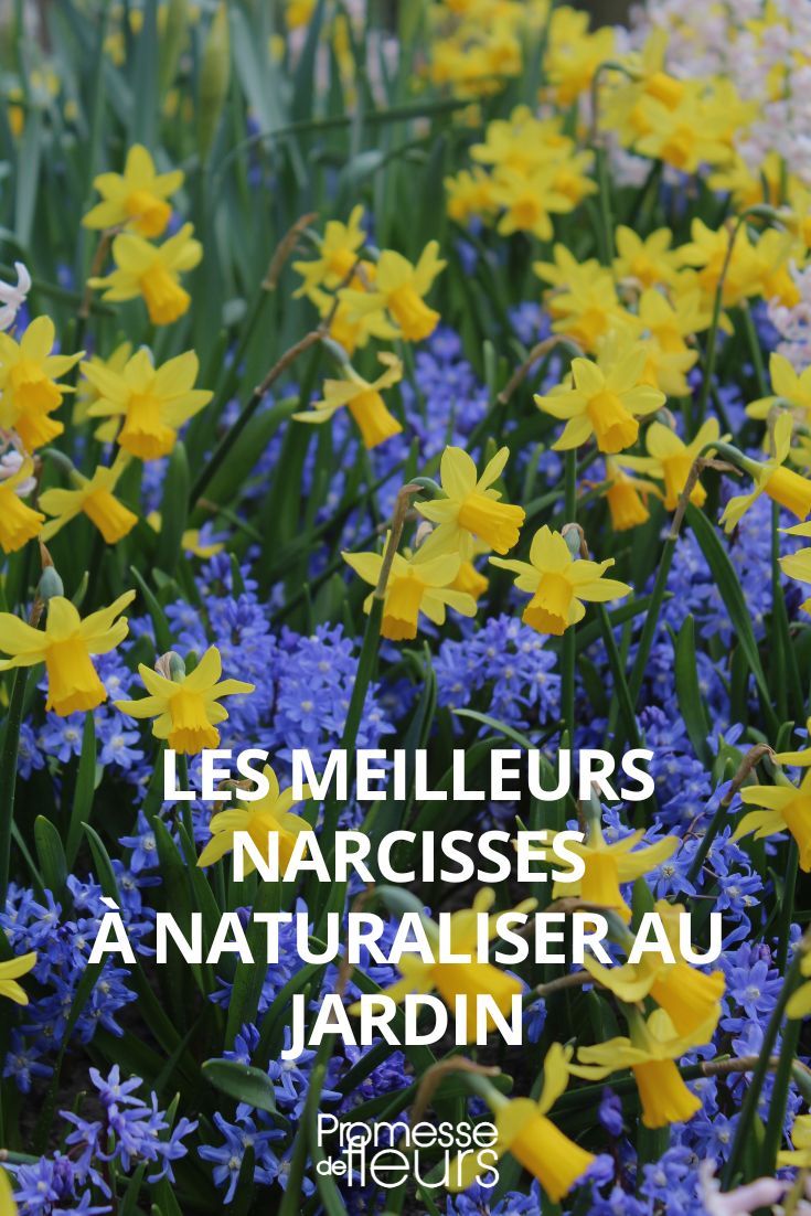 Narzissen, die sich leicht im Garten verwildern lassen