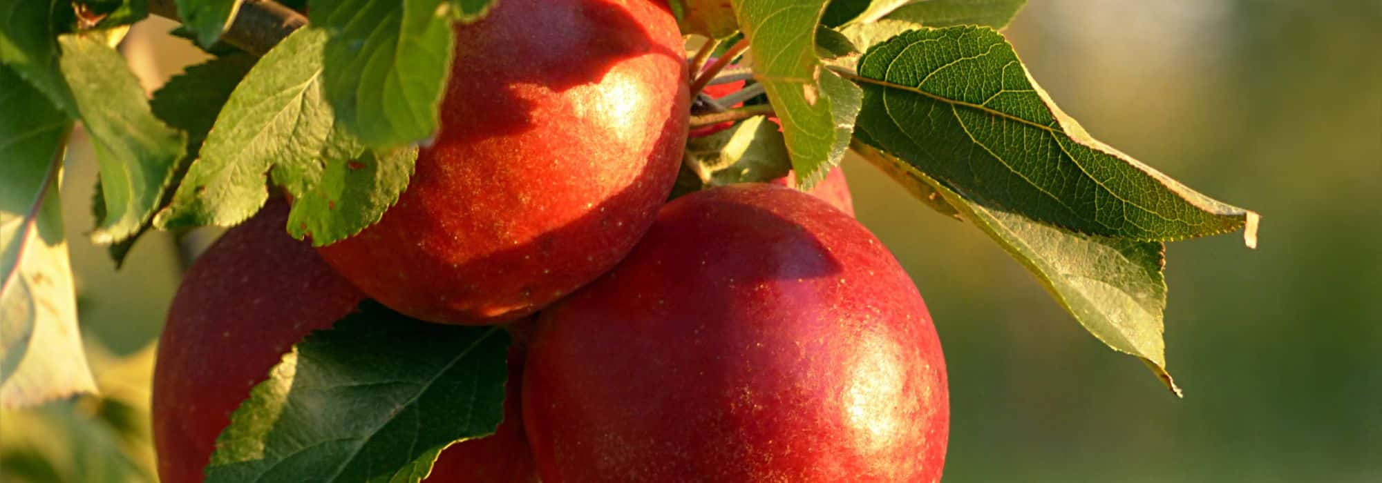 Roter Apfel: 5 beste Sorten