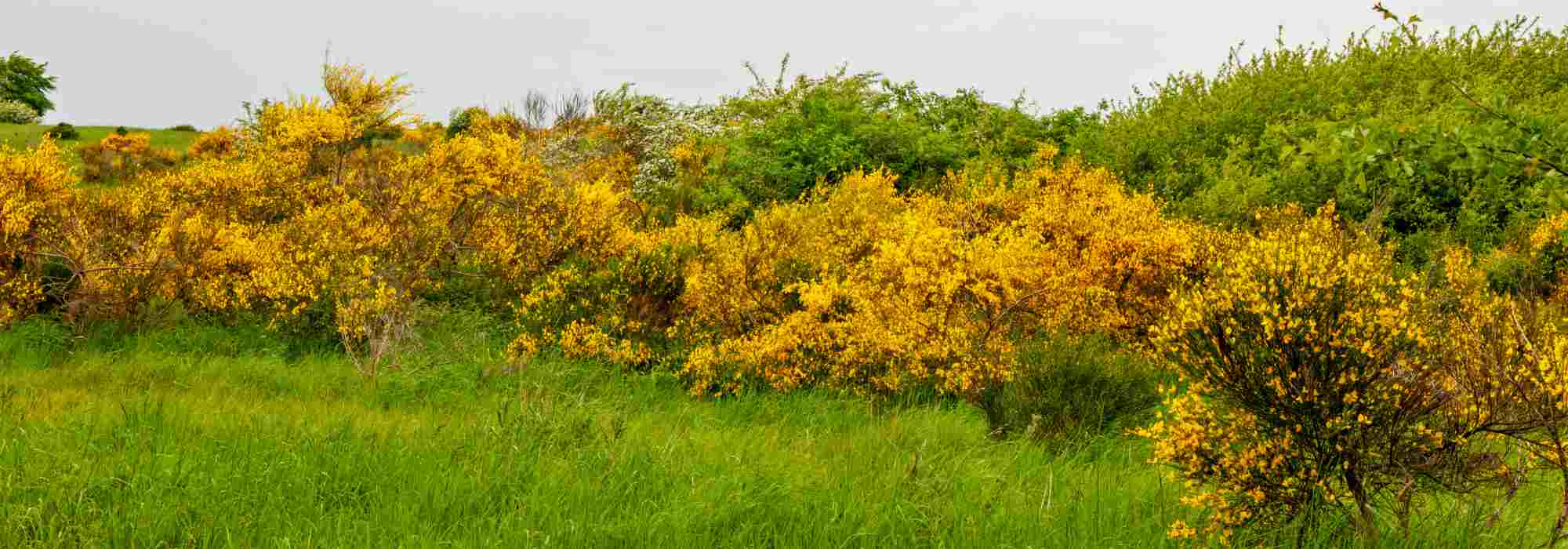 Welche Ginster für eine Hecke?
