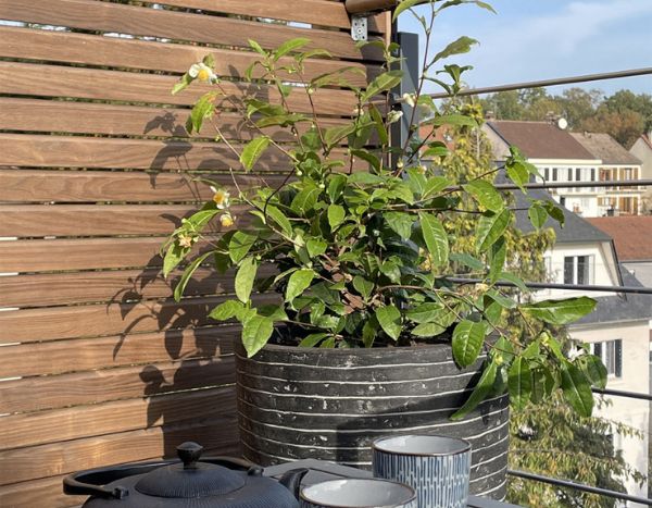 Chinesischer Teestrauch Théojardin: erste Gartensorte