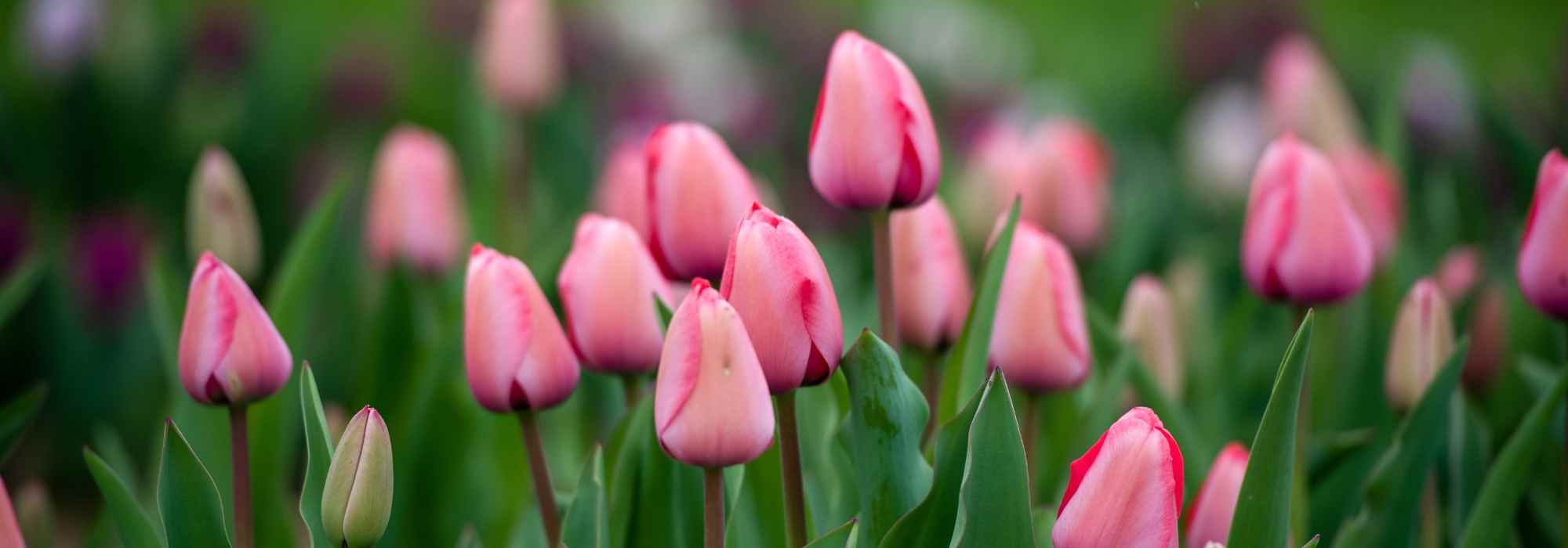 6 rosa Tulpen