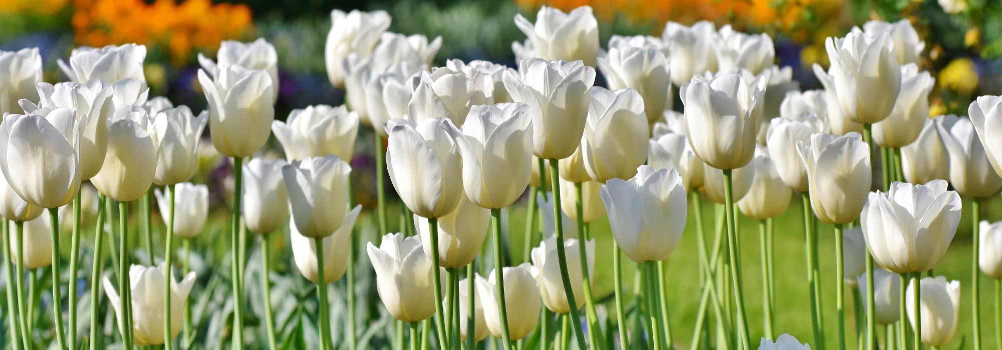8 weiße Tulpen сорт