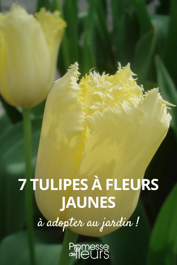 7 Tulpen mit gelben Blüten
