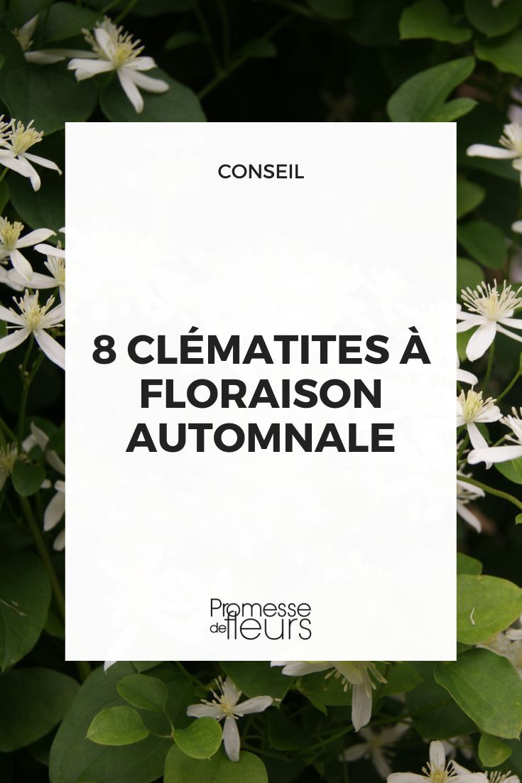 8 Herbstblühende Clematis