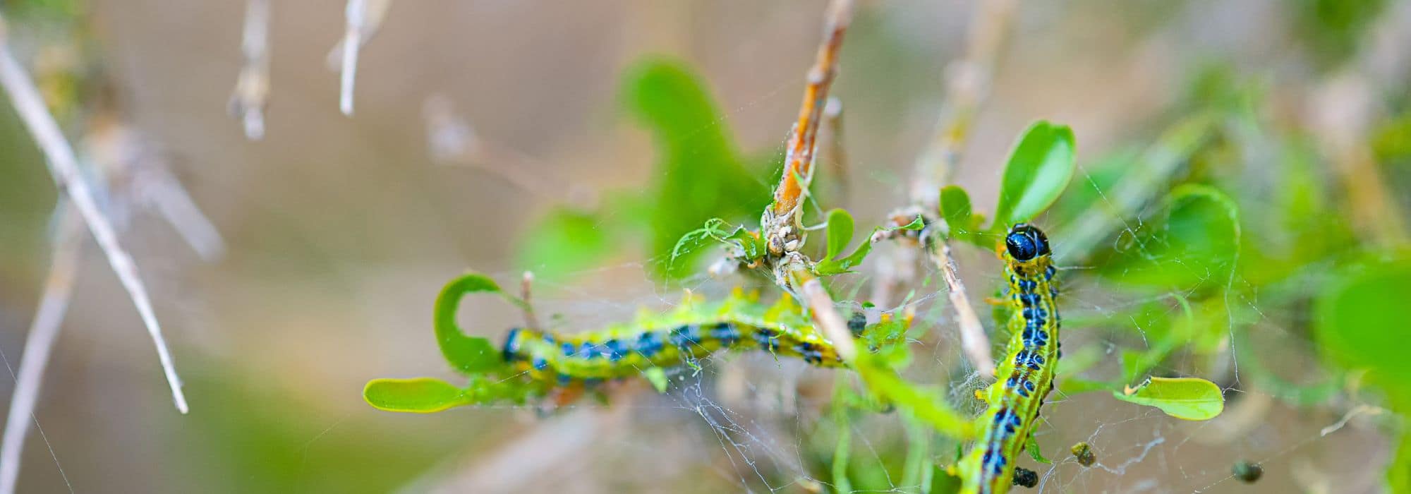 Bacillus thuringiensis: natürliches Insektizid