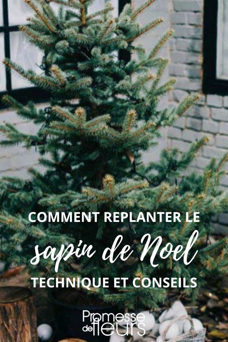 Wie man den Weihnachtsbaum im Garten einpflanzt