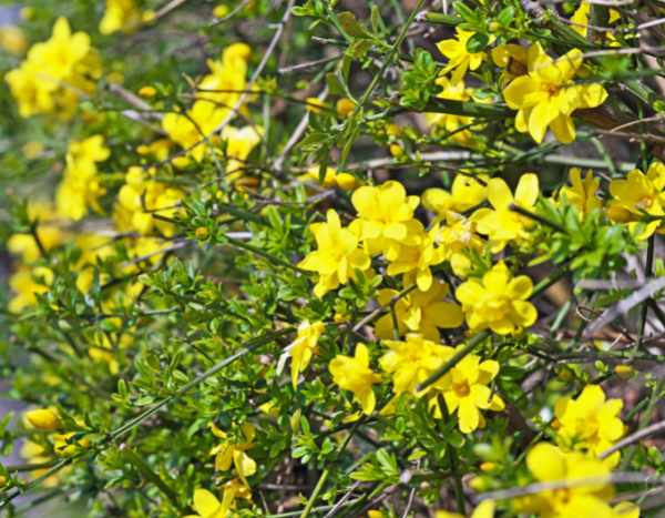 Winter-Jasmin pflegen?