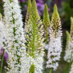 Eremurus - Steppenkerze: Pflanzen und Pflegen