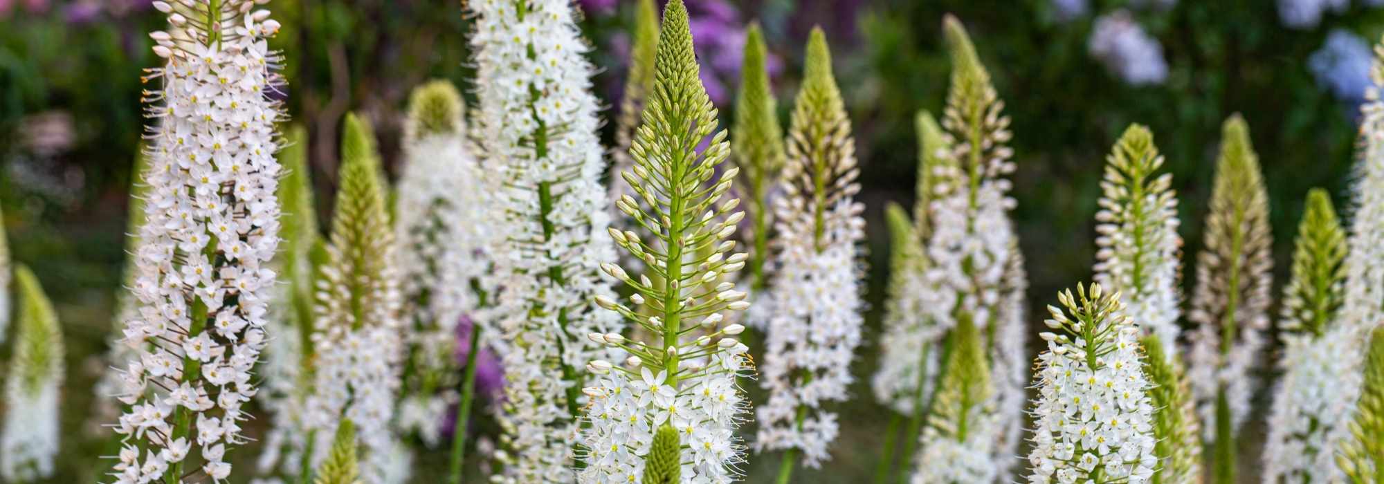 Eremurus - Steppenkerze: Pflanzen und Pflegen