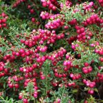 Gaultheria: Pflanzen, Pflegen und Überwintern  

Die Gaultheria, auch als Scheinbeere oder Rebhuhnbeere bekannt, ist eine attraktive immergrüne Pflanze mit dekorativen Beeren und duftendem Laub. Hier finden Sie alle Tipps für eine erfolgreiche Kultur.  

### Standort und Boden  
- **Lichtverhältnisse**: Halbschatten bis Schatten  
- **Boden**: Sauer, humos und gut durchlässig (wie für Rhododendron)  
- **Pflanzzeit**: Ideal im Frühjahr oder Herbst  

### Pflanzung  
1. Heben Sie ein ausreichend großes Pflanzloch aus.  
2. Mischen Sie die Erde mit Rhododendron-Erde oder Torf.  
3. Setzen Sie die Pflanze ein und gießen Sie gründlich an.  

### Pflege  
- **Gießen**: Regelmäßig, besonders bei Trockenheit – der Boden sollte stets leicht feucht sein.  
- **Düngen**: Im Frühjahr mit einem sauren Dünger (z.B. für Heidekrautgewächse).  
- **Schnitt**: Nur bei Bedarf, um die Form zu erhalten.  

### Überwinterung  
Die meisten Arten sind winterhart, aber ein leichter Winterschutz (z.B. Laubmulch) schützt vor extremen Frösten.  

### Verwendung  
Perfekt für Beete, Kübel oder als Bodendecker in schattigen Gärten. Die Beeren und das Laub eignen sich auch für herbstliche Dekorationen.  

Mit diesen Tipps gedeiht Ihre Gaultheria prächtig und bringt jahrelang Freude!