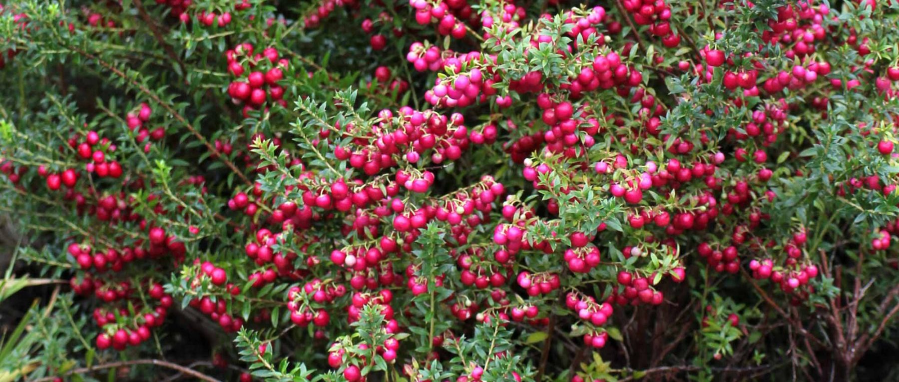 Gaultheria: Pflanzen, Pflegen und Überwintern  

Die Gaultheria, auch als Scheinbeere oder Rebhuhnbeere bekannt, ist eine attraktive immergrüne Pflanze mit dekorativen Beeren und duftendem Laub. Hier finden Sie alle Tipps für eine erfolgreiche Kultur.  

### Standort und Boden  
- **Lichtverhältnisse**: Halbschatten bis Schatten  
- **Boden**: Sauer, humos und gut durchlässig (wie für Rhododendron)  
- **Pflanzzeit**: Ideal im Frühjahr oder Herbst  

### Pflanzung  
1. Heben Sie ein ausreichend großes Pflanzloch aus.  
2. Mischen Sie die Erde mit Rhododendron-Erde oder Torf.  
3. Setzen Sie die Pflanze ein und gießen Sie gründlich an.  

### Pflege  
- **Gießen**: Regelmäßig, besonders bei Trockenheit – der Boden sollte stets leicht feucht sein.  
- **Düngen**: Im Frühjahr mit einem sauren Dünger (z.B. für Heidekrautgewächse).  
- **Schnitt**: Nur bei Bedarf, um die Form zu erhalten.  

### Überwinterung  
Die meisten Arten sind winterhart, aber ein leichter Winterschutz (z.B. Laubmulch) schützt vor extremen Frösten.  

### Verwendung  
Perfekt für Beete, Kübel oder als Bodendecker in schattigen Gärten. Die Beeren und das Laub eignen sich auch für herbstliche Dekorationen.  

Mit diesen Tipps gedeiht Ihre Gaultheria prächtig und bringt jahrelang Freude!