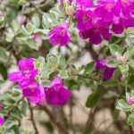 Leucophyllum: Pflanzen, Pflegen und Überwintern