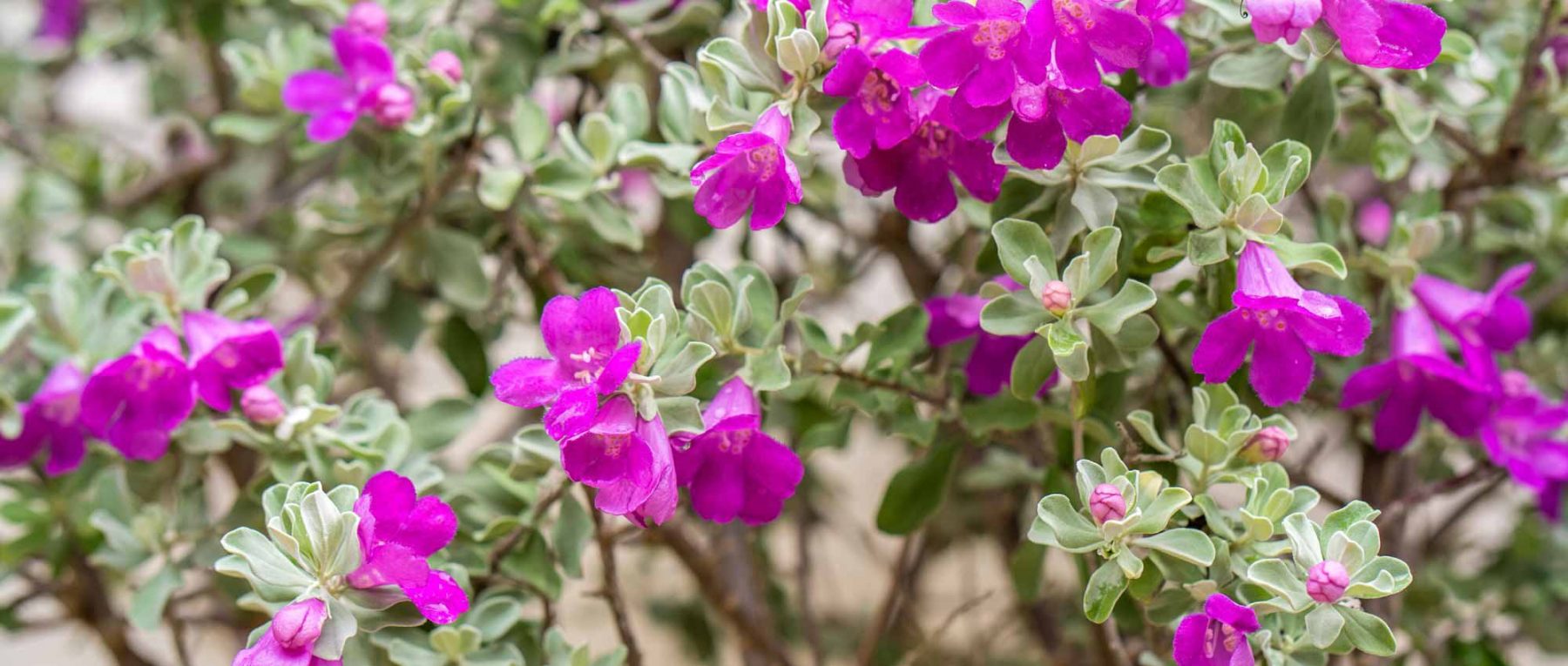 Leucophyllum: Pflanzen, Pflegen und Überwintern