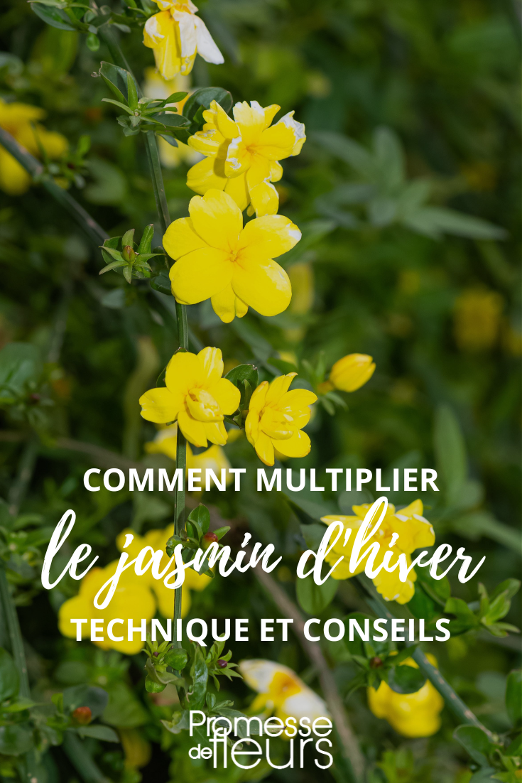 Vermehrung von Jasminum nudiflorum durch Stecklinge oder Absenker