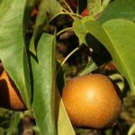Nashi-Birne oder japanischer Zwergbirnbaum: Pflanzen und Ernte