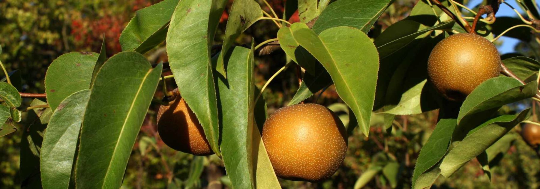 Nashi-Birne oder japanischer Zwergbirnbaum: Pflanzen und Ernte
