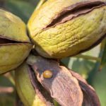 Pekannuss, Walnuss: Pflanzen und Pflegen
