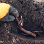 Päonie mit nackten Wurzeln pflanzen