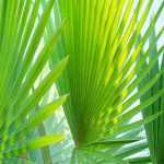 Pritchardia - Thurston-Palme: Pflanzen und Pflegen