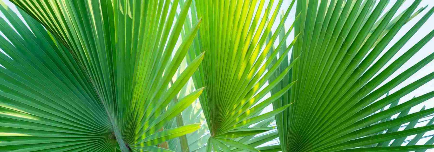 Pritchardia - Thurston-Palme: Pflanzen und Pflegen