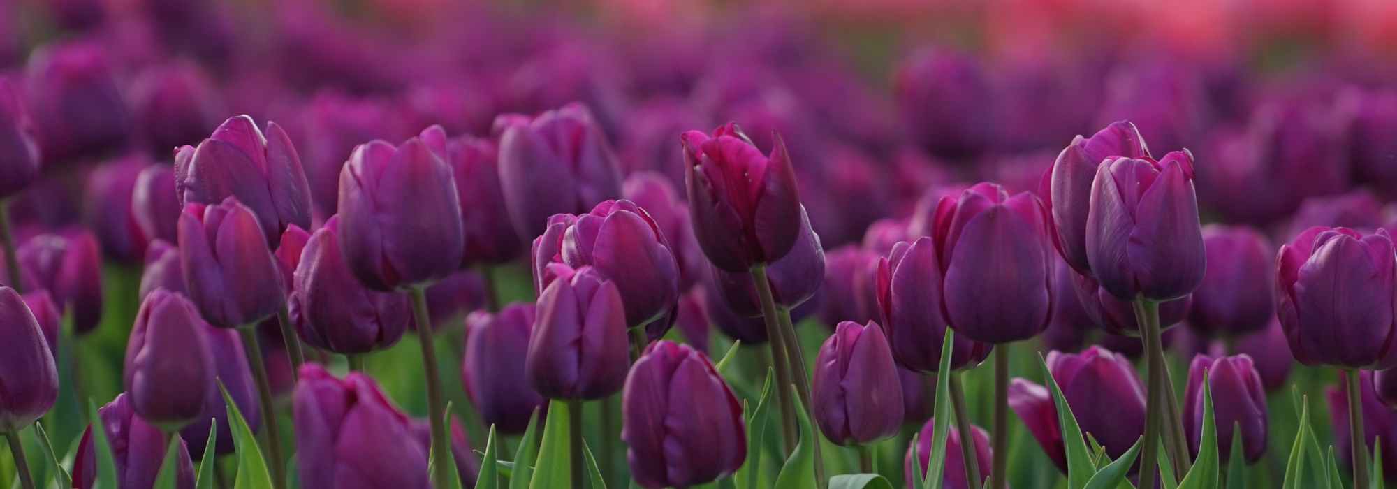 6 Tulpen mit violetten, malvenfarbenen oder purpurfarbenen Blüten