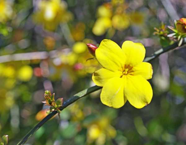 Winter-Jasmin vermehren: Stecklingsvermehrung oder Absenken