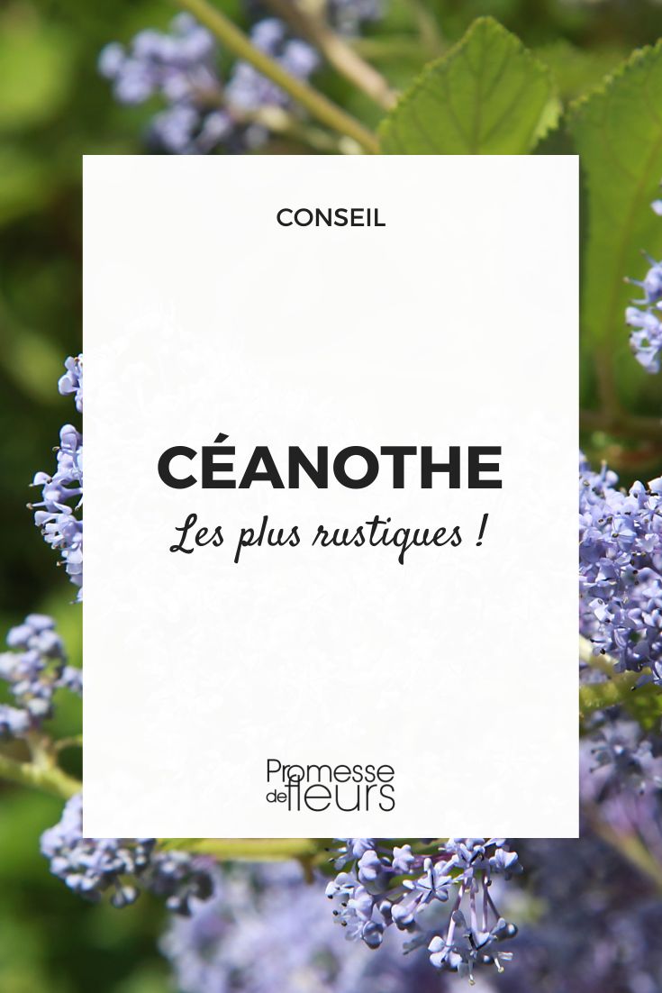 Die winterhärtesten Ceanothus-Arten