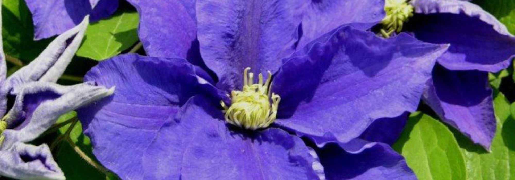 8 herbstblühende Waldreben