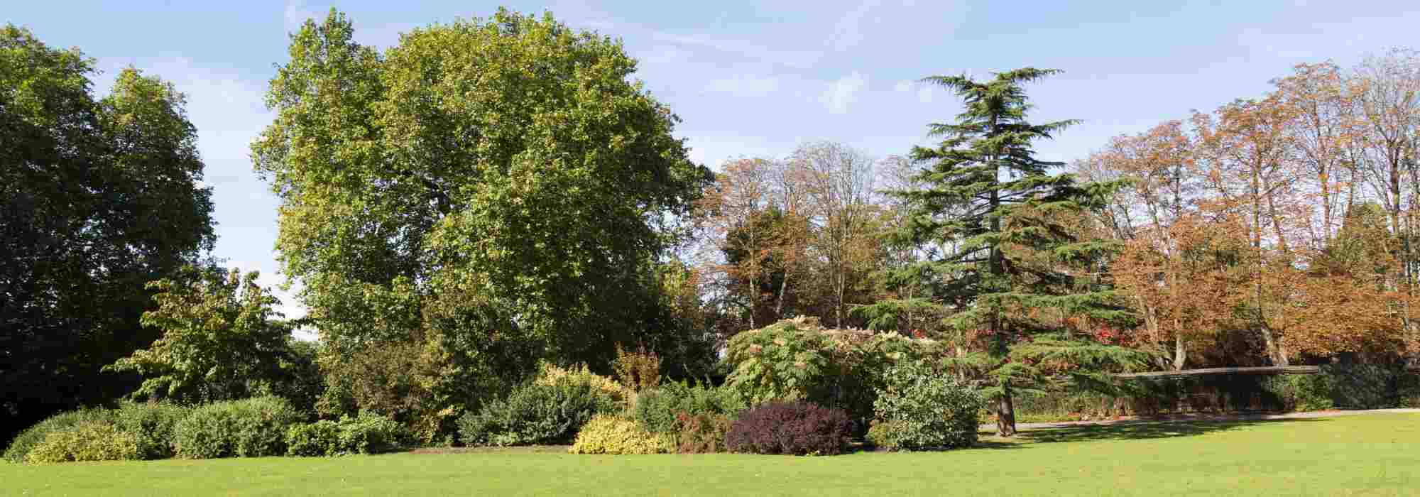 Zierbaum für den Garten auswählen?