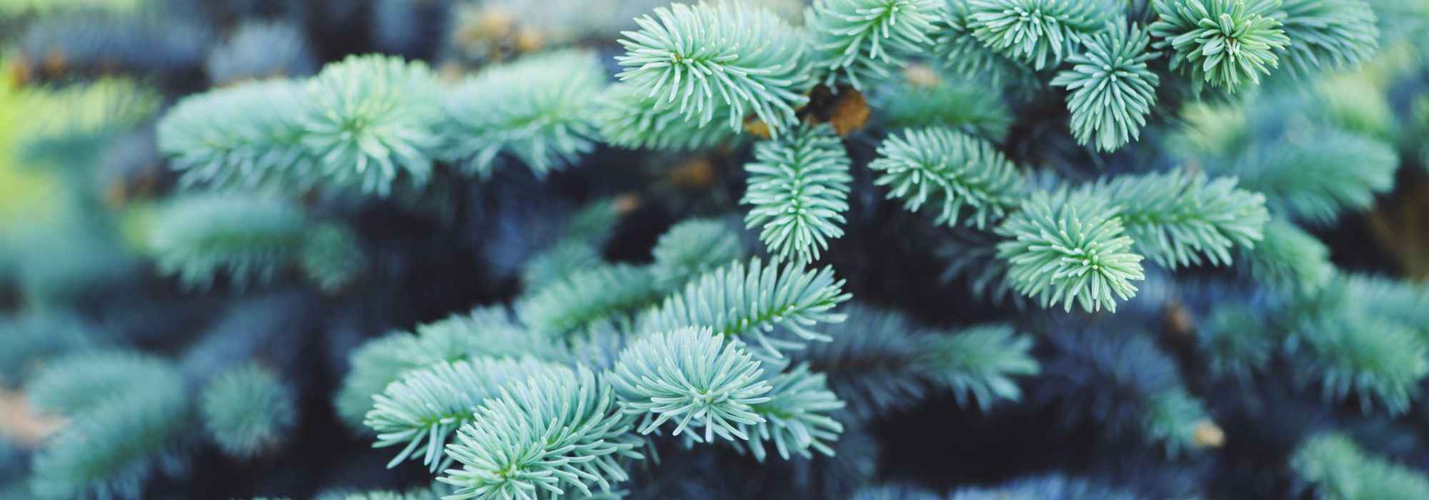 Blaue Koniferen: besondere Sorten