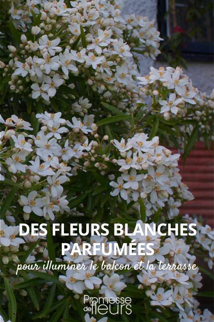 Duftende weiße Blumen für Balkon und Terrasse